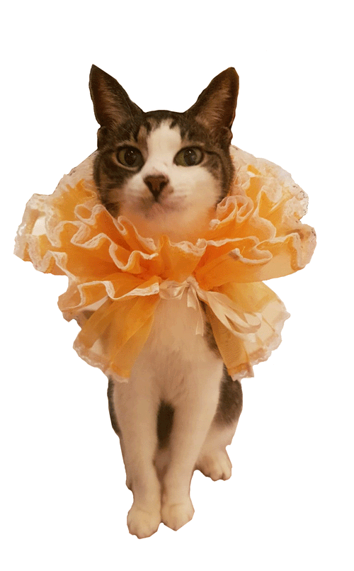 Renaissance Neck Ruff Cats costumes.