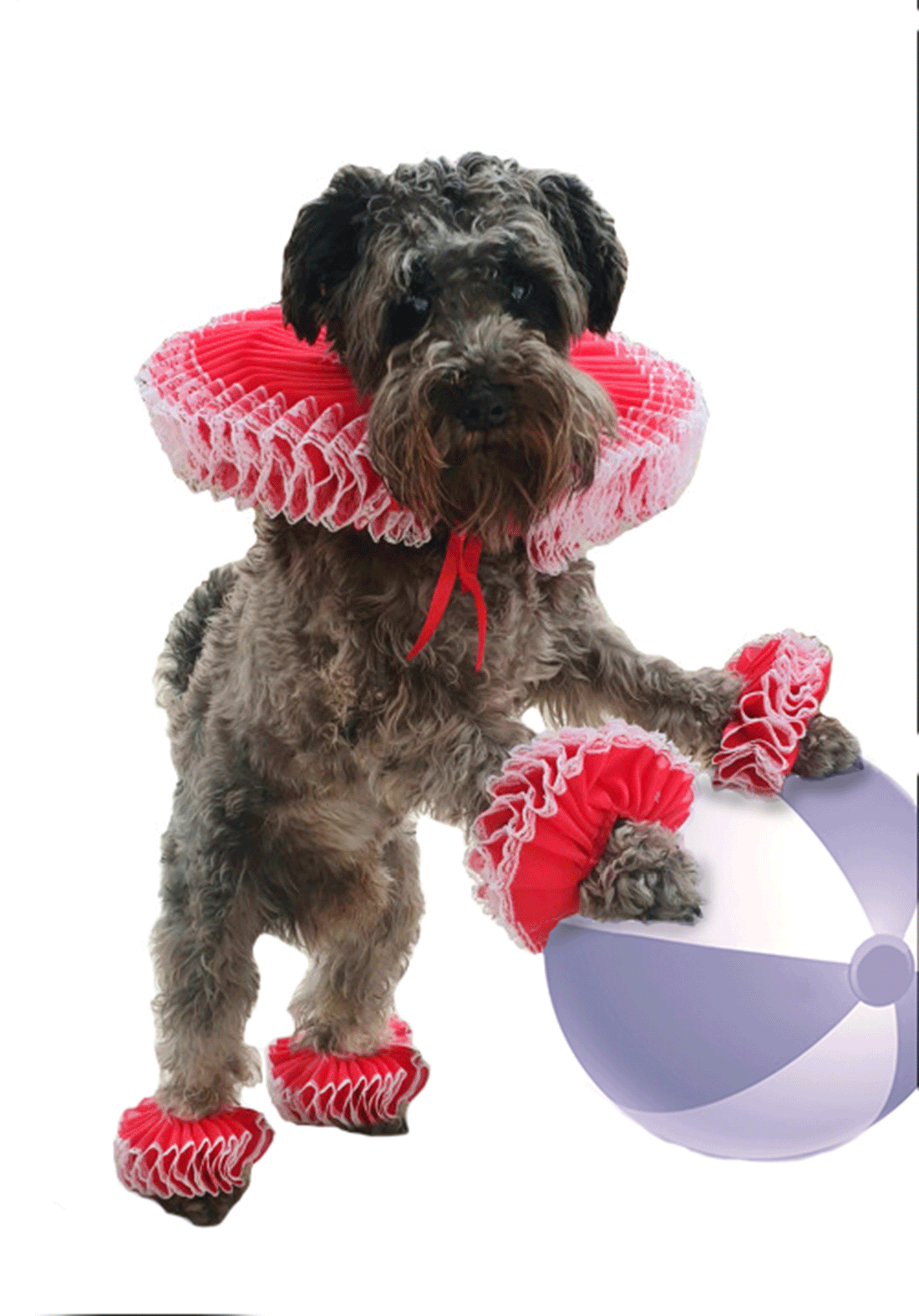 Pet's Costumes