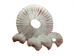 Tudor White Ruff