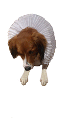 Tudor White Ruff