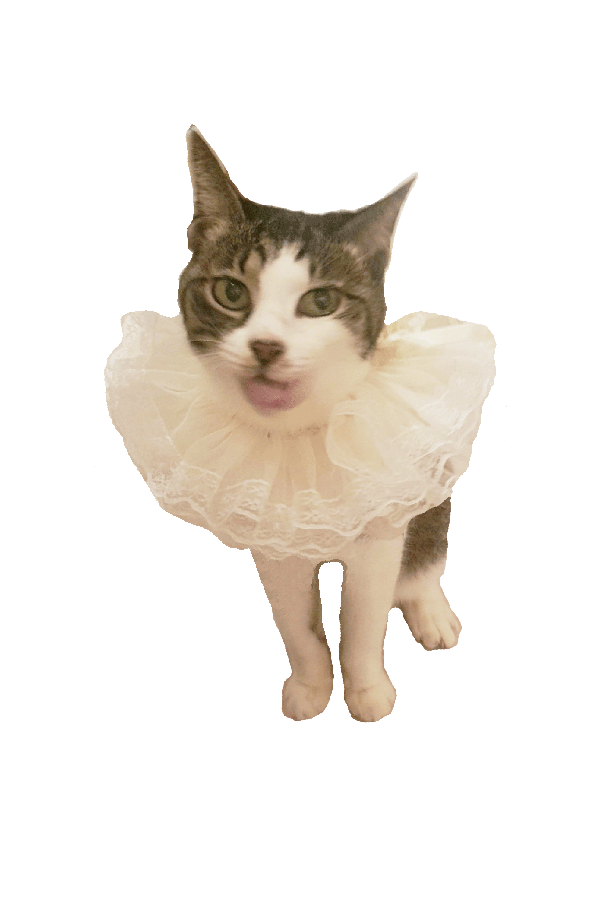 Renaissance Neck Ruff Cats costumes.