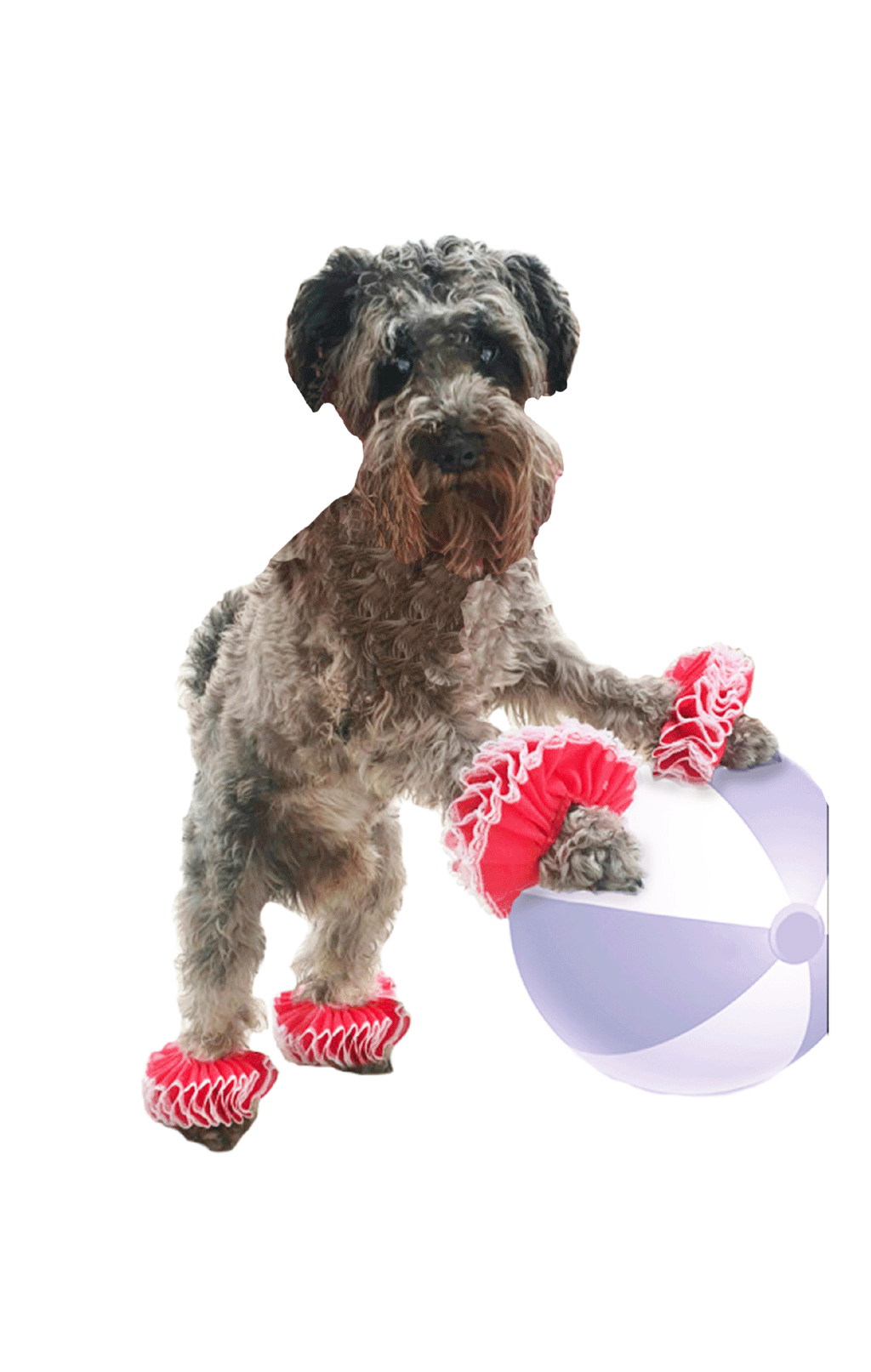 Pets' Paws Circus Costume