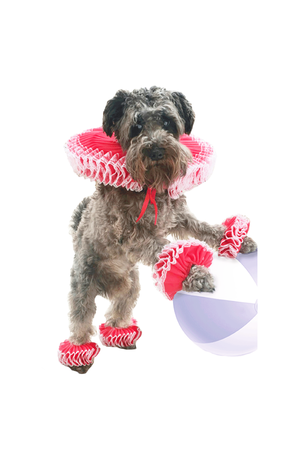 Pet Renaissance Collar Costume Set - Neck Ruff and 4 paws